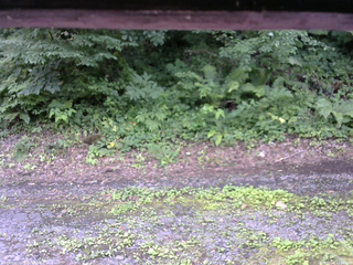 長野県菅平高原 ゆたか山荘 南側 2025/07/16 11:30