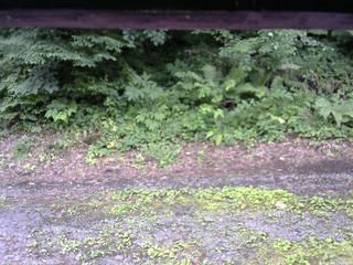 長野県菅平高原 ゆたか山荘 南側 2025/07/16 12:15