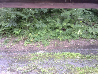 長野県菅平高原 ゆたか山荘 南側 2025/07/16 12:30