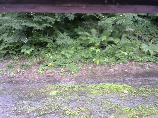 長野県菅平高原 ゆたか山荘 南側 2025/07/16 12:45