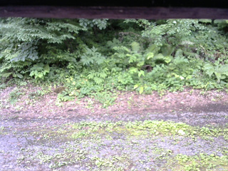 長野県菅平高原 ゆたか山荘 南側 2025/07/16 13:00