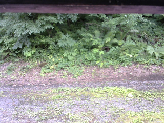 長野県菅平高原 ゆたか山荘 南側 2025/07/16 13:15