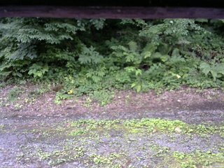 長野県菅平高原 ゆたか山荘 南側 2025/07/16 13:45