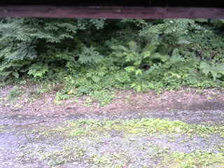 長野県菅平高原 ゆたか山荘 南側 2025/07/16 14:15