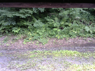 長野県菅平高原 ゆたか山荘 南側 2025/07/16 14:45