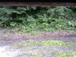 長野県菅平高原 ゆたか山荘 南側 2025/07/16 15:15