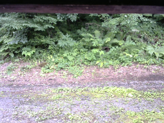 長野県菅平高原 ゆたか山荘 南側 2025/07/16 15:30