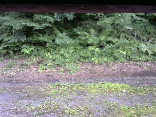 長野県菅平高原 ゆたか山荘 南側 2025/07/16 17:15