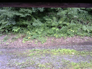 長野県菅平高原 ゆたか山荘 南側 2025/07/16 17:45