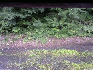 長野県菅平高原 ゆたか山荘 南側 2025/07/16 18:15