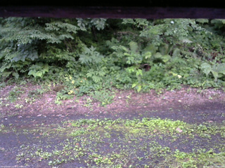 長野県菅平高原 ゆたか山荘 南側 2025/07/16 18:30