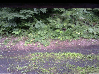 長野県菅平高原 ゆたか山荘 南側 2025/07/16 18:45