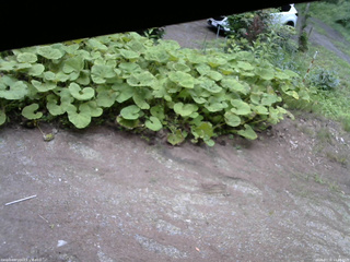 長野県菅平高原 ゆたか山荘 温度計 2025/07/16 14:30