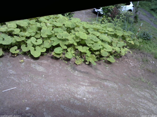 長野県菅平高原 ゆたか山荘 温度計 2025/07/16 14:45