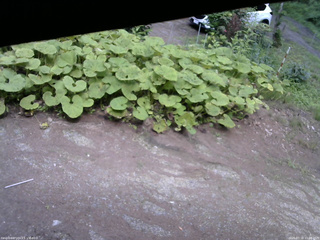 長野県菅平高原 ゆたか山荘 温度計 2025/07/16 15:00