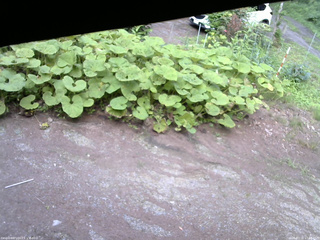 長野県菅平高原 ゆたか山荘 温度計 2025/07/16 17:30