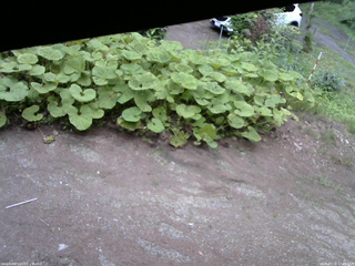 長野県菅平高原 ゆたか山荘 温度計 2025/07/16 17:45