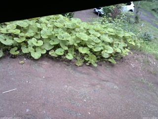 長野県菅平高原 ゆたか山荘 温度計 2025/07/16 18:00