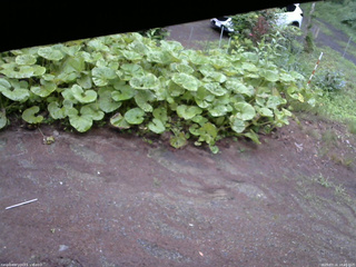 長野県菅平高原 ゆたか山荘 温度計 2025/07/16 18:15