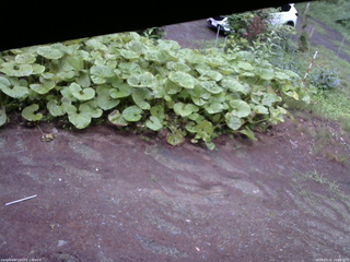 長野県菅平高原 ゆたか山荘 温度計 2025/07/16 18:30