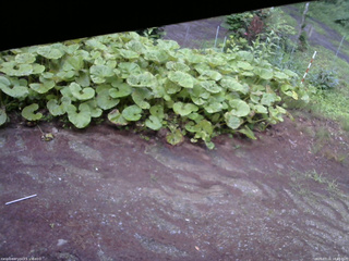 長野県菅平高原 ゆたか山荘 温度計 2025/07/16 18:45