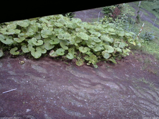 長野県菅平高原 ゆたか山荘 温度計 2025/07/16 19:00