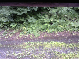 長野県菅平高原 ゆたか山荘 南側 2025/07/17 08:00