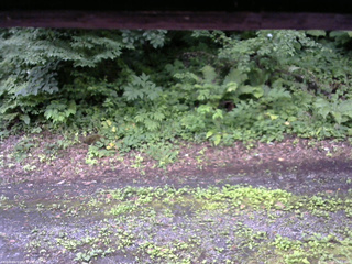 長野県菅平高原 ゆたか山荘 南側 2025/07/17 09:45