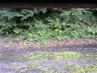 長野県菅平高原 ゆたか山荘 南側 2025/07/17 11:00