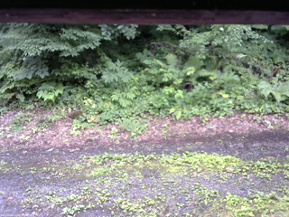 長野県菅平高原 ゆたか山荘 南側 2025/07/17 12:00