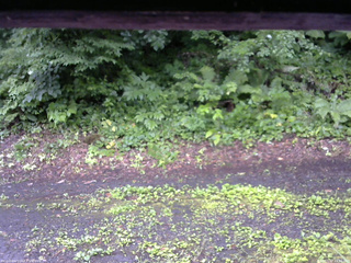 長野県菅平高原 ゆたか山荘 南側 2025/07/17 14:15