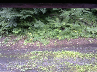 長野県菅平高原 ゆたか山荘 南側 2025/07/17 15:30