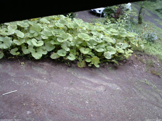 長野県菅平高原 ゆたか山荘 駐車場 2025/07/17 07:45