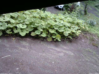 長野県菅平高原 ゆたか山荘 駐車場 2025/07/17 08:30