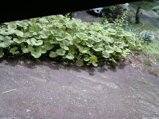 長野県菅平高原 ゆたか山荘 駐車場 2025/07/17 09:15