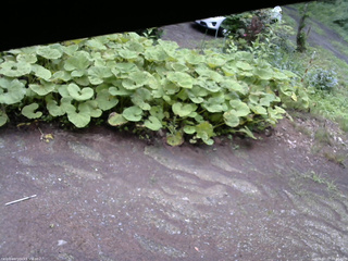長野県菅平高原 ゆたか山荘 駐車場 2025/07/17 09:30