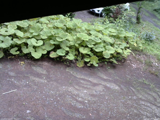 長野県菅平高原 ゆたか山荘 駐車場 2025/07/17 09:45