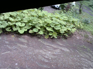 長野県菅平高原 ゆたか山荘 駐車場 2025/07/17 10:30