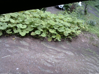長野県菅平高原 ゆたか山荘 駐車場 2025/07/17 11:15