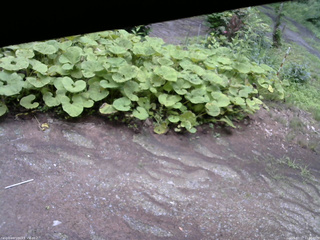 長野県菅平高原 ゆたか山荘 駐車場 2025/07/17 11:30