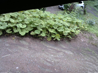 長野県菅平高原 ゆたか山荘 駐車場 2025/07/17 11:45
