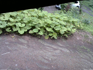 長野県菅平高原 ゆたか山荘 駐車場 2025/07/17 12:00