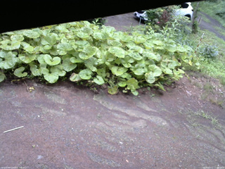 長野県菅平高原 ゆたか山荘 駐車場 2025/07/17 12:30