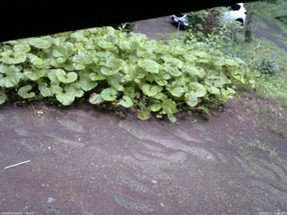 長野県菅平高原 ゆたか山荘 駐車場 2025/07/17 12:45