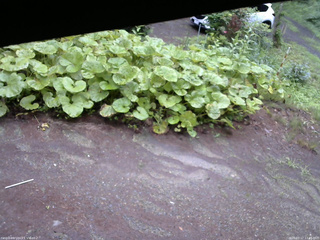 長野県菅平高原 ゆたか山荘 駐車場 2025/07/17 13:45