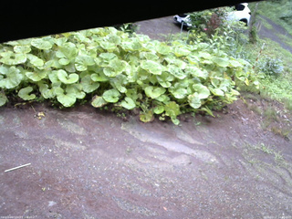 長野県菅平高原 ゆたか山荘 駐車場 2025/07/17 14:30