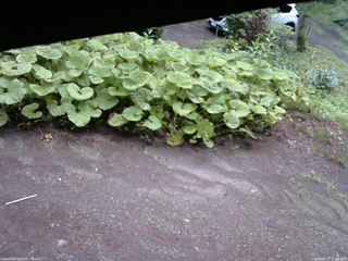 長野県菅平高原 ゆたか山荘 駐車場 2025/07/17 15:15