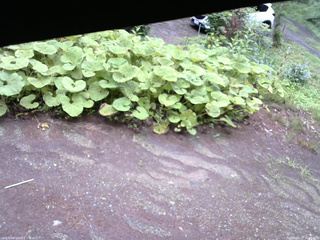 長野県菅平高原 ゆたか山荘 駐車場 2025/07/17 16:15