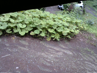 長野県菅平高原 ゆたか山荘 駐車場 2025/07/17 17:45