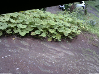 長野県菅平高原 ゆたか山荘 駐車場 2025/07/17 18:00